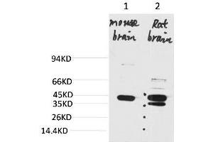 Western blot analysis of 1) Mouse BrainTissue, 2) Rat Brain Tissue with KCNK9 Rabbit pAb diluted at 1:2000. (KCNK9 抗体)