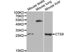 Western blot analysis of extracts of various cell lines, using CST8 antibody (ABIN5970566) at 1/1000 dilution. (CST8 抗体)