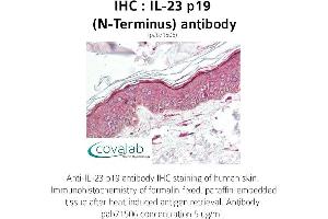 Image no. 1 for anti-Interleukin 23, alpha subunit p19 (IL23A) antibody (ABIN1735879) (IL23A 抗体)