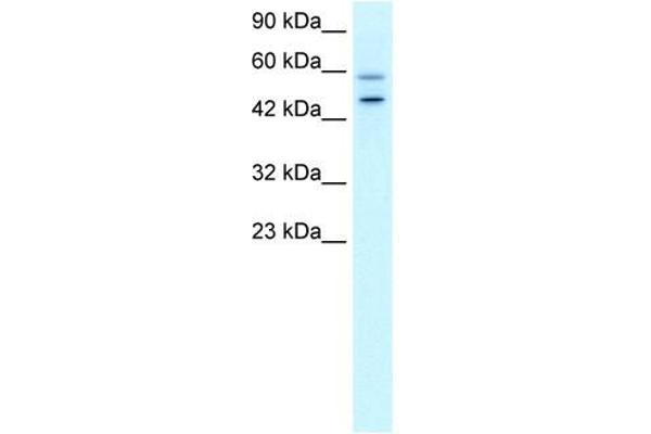 GC-Rich Promoter Binding Protein 1 (GPBP1) (N-Term) 抗体