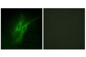 Immunofluorescence (IF) image for anti-Serotonin Receptor 4 (HTR4) (N-Term) antibody (ABIN1850161) (Serotonin Receptor 4 抗体  (N-Term))