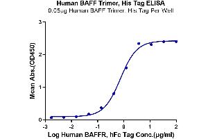 ELISA image for Tumor Necrosis Factor (Ligand) Superfamily, Member 13b (TNFSF13B) (Trimer) protein (His-DYKDDDDK Tag) (ABIN7273911)