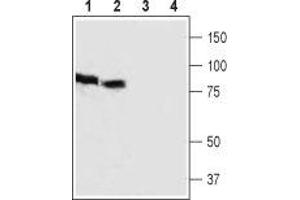 Western blot analysis of rat (lanes 1 and 3) and mouse (lanes 2 and 4) brain lysates: - 1,2. (HCN3 抗体  (2nd Extracellular Loop))