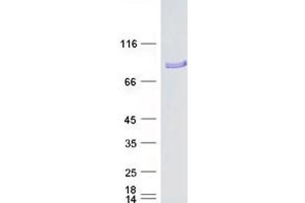 KIF9 Protein (Transcript Variant 2) (Myc-DYKDDDDK Tag)