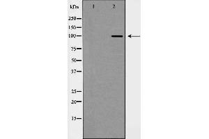 Western blot analysis of CDH2 expression in Jurkat cells,The lane on the left is treated with the antigen-specific peptide. (N-Cadherin 抗体  (C-Term))