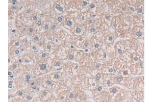 IHC-P analysis of Human Liver Tissue, with DAB staining. (MIB2 抗体  (AA 687-930))