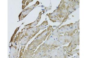 Immunohistochemistry (Paraffin-embedded Sections) (IHC (p)) image for anti-Glyceraldehyde-3-Phosphate Dehydrogenase (GAPDH) (AA 1-335) antibody (ABIN3020538)