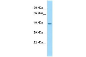 Host:  Rabbit  Target Name:  Wdr45l  Sample Type:  Rat Spleen lysates  Antibody Dilution:  1. (WD Repeat Domain 45B (WDR45B) (C-Term) 抗体)