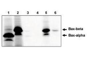 Immunoprecipitation of in  vitro translated Baxα (1) and Baxβ (2) using Bax antibody, cln 6A7  protein using Baxβ antibody. (BAX 抗体)