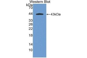 Western Blotting (WB) image for anti-Gastrointestinal Cancer Antigen CA19-9 (CA 19-9) (AA 35-361) antibody (FITC) (ABIN1172466) (CA 19-9 抗体  (AA 35-361) (FITC))
