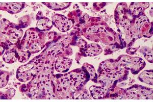 Human Placenta: Formalin-Fixed, Paraffin-Embedded (FFPE) (MED28 抗体  (Internal Region))