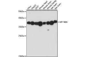 Western blot analysis of extracts of various cell lines, using MT-ND1 antibody (ABIN7268598) at 1:1000 dilution. (MT-ND1 抗体)