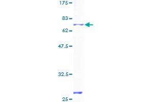 SDS-PAGE (SDS) image for Purinergic Receptor P2X, Ligand-Gated Ion Channel, 4 (P2RX4) (AA 1-388) protein (GST tag) (ABIN1313810) (P2RX4 Protein (AA 1-388) (GST tag))