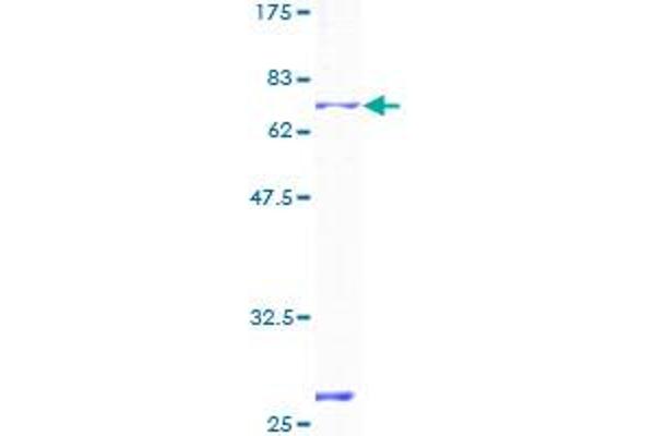 P2RX4 Protein (AA 1-388) (GST tag)