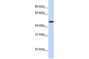 EPOr antibody used at 1 ug/ml to detect target protein. (EPOR 抗体  (N-Term))