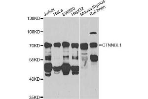 Western blot analysis of extracts of various cell lines, using CTNNBL1 Antibody (ABIN2562062) at 1:1000 dilution. (CTNNBL1 抗体)