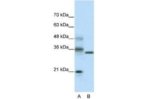 WB Suggested Anti-HES4 Antibody Titration:  2. (HES4 抗体  (N-Term))