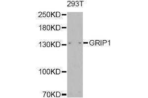 Western blot analysis of extracts of 293T, using GRIP1 Antibody. (GRIP1 抗体)
