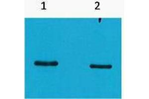 Western Blotting (WB) image for anti-SRT Tag antibody (ABIN3178707) (SRT Tag 抗体)