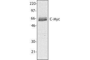 Western Blotting (WB) image for anti-Myc Proto-Oncogene protein (MYC) antibody (ABIN2666320) (c-MYC 抗体)