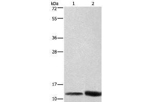 Western Blot analysis of Hela cell and Mouse brain tissue using CYCS Polyclonal Antibody at dilution of 1:600 (Cytochrome C 抗体)