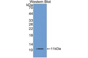 Detection of Recombinant MUC2, Mouse using Polyclonal Antibody to Mucin 2 (MUC2) (MUC2 抗体  (AA 27-110))