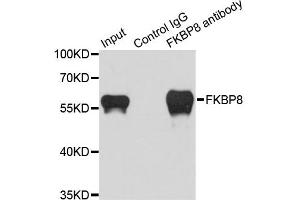 Immunoprecipitation analysis of 200ug extracts of HeLa cells using 1ug FKBP8 antibody. (FKBP8 抗体)