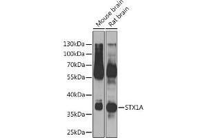 Western blot analysis of extracts of various cell lines, using STX1A Rabbit pAb (ABIN6134937, ABIN6148660, ABIN6148662 and ABIN6223930) at 1:500 dilution. (STX1A 抗体)