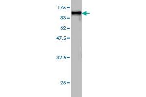 Western Blotting (WB) image for anti-Heat Shock 70kDa Protein 2 (HSPA2) (AA 1-639) antibody (ABIN561385)