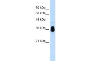Western Blotting (WB) image for anti-Makorin Ring Finger Protein 1 (MKRN1) antibody (ABIN2462669) (MKRN1 抗体)