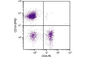 C57BL/6 mouse splenocytes were stained with Rat Anti-Mouse CD19-SPRD. (CD19 抗体  (SPRD))