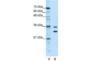 MTHFSD antibody used at 0. (MTHFSD 抗体  (N-Term))