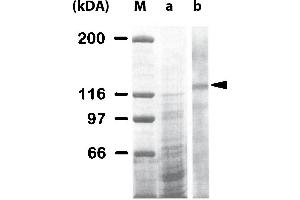 Western Blot analysis of ABIN125796 specificty. (Integrin 抗体)