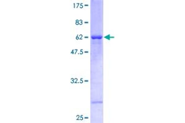 RFC2 Protein (AA 1-320) (GST tag)