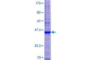 Image no. 1 for PRA1 Domain Family, Member 2 (PRAF2) (AA 1-178) protein (GST tag) (ABIN1316117) (PRAF2 Protein (AA 1-178) (GST tag))