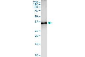 Immunoprecipitation of TOMM34 transfected lysate using anti-TOMM34 MaxPab rabbit polyclonal antibody and Protein A Magnetic Bead , and immunoblotted with TOMM34 purified MaxPab mouse polyclonal antibody (B01P) . (TOMM34 抗体  (AA 1-309))