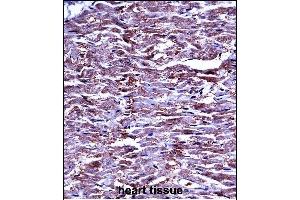 P15 Antibody (N-term) ((ABIN657673 and ABIN2846665))iunohistochemistry analysis in formalin fixed and paraffin embedded human heart tissue followed by peroxidase conjugation of the secondary antibody and DAB staining. (MMP15 抗体  (N-Term))