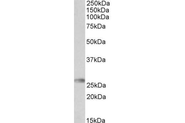 HLA-DQA2 抗体  (Internal Region)