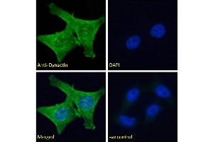 Immunofluorescence (IF) image for anti-Dynactin 1 (DCTN1) (C-Term) antibody (ABIN184834)