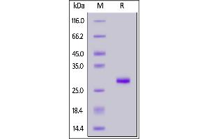 Rabbit IgG Fc, Tag Free on  under reducing (R) condition. (IgG Fc (AA 105-323) (Active) 蛋白)