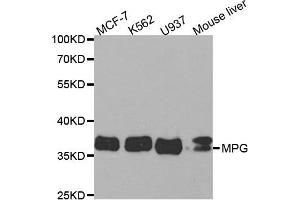 Western Blotting (WB) image for anti-N-Methylpurine-DNA Glycosylase (MPG) antibody (ABIN1876598) (MPG 抗体)