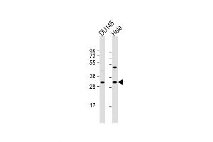 Western Blot at 1:1000 dilution Lane 1: DU145 whole cell lysate Lane 2: Hela whole cell lysate Lysates/proteins at 20 ug per lane. (Nth Endonuclease III-Like 1 (NTHL1) (AA 88-117) 抗体)