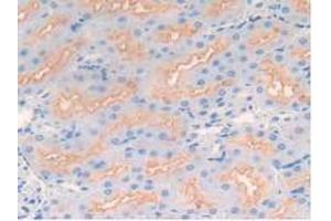 IHC-P analysis of Rat Kidney Tissue, with DAB staining. (MME 抗体  (AA 286-428))