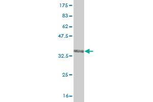 Western Blot detection against Immunogen (35. (TRIM49 抗体  (AA 251-340))