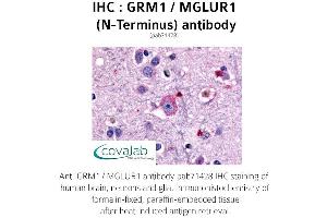 Image no. 1 for anti-Glutamate Receptor, Metabotropic 1 (GRM1) (Extracellular Domain), (N-Term) antibody (ABIN1735261) (Metabotropic Glutamate Receptor 1 抗体  (Extracellular Domain, N-Term))