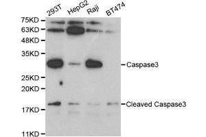 Western blot analysis of extracts of various cell lines, using CASP3 antibody. (Caspase 3 抗体)