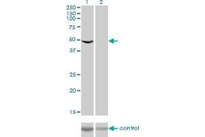 Western Blotting (WB) image for anti-Eukaryotic Translation Elongation Factor 1 gamma (EEF1G) (AA 1-437) antibody (ABIN560696)