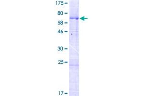 MARVELD3 Protein (AA 1-401) (GST tag)