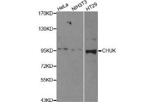Western blot analysis of extracts of various cell lines, using CHUK antibody. (IKK alpha 抗体)