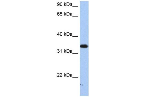 SULT6B1 抗体  (C-Term)